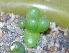 Fenestraria seedlings