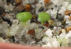 Lithops bella seedling