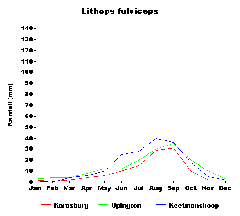 Lithops fulviceps
