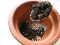 Seedlings L. pseudotruncatella subsp. volkii