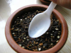 Seedlings L. pseudotruncatella subsp. volkii