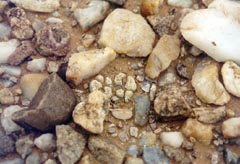 Lithops geyeri на реке Оранжевой, кем-то объеденный (не мной)