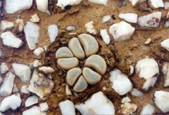 Lithops meyeri к северо-западу от Порт-Ноллот