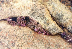 Conophytum khamiesbergensis