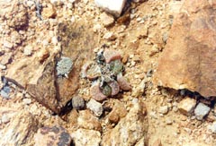 Lithops naureeniae рядом с Гамупом